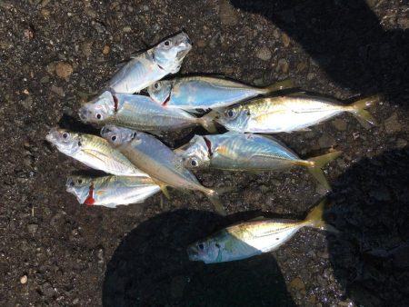 太刀魚は好調